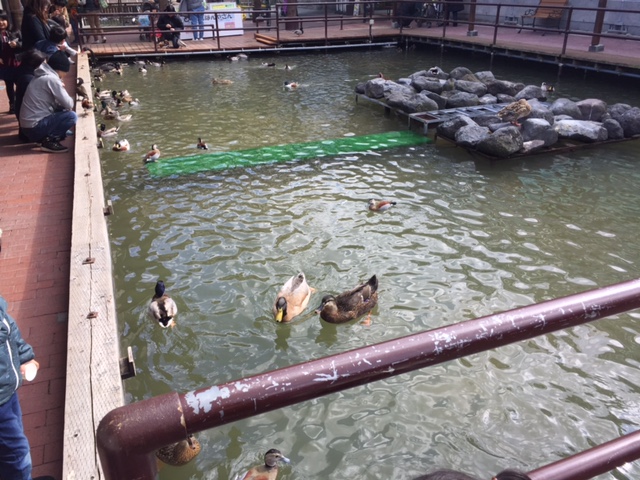 掛川花鳥園の鴨