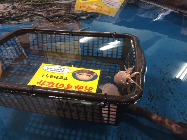 竹島水族館のオオグソクムシ