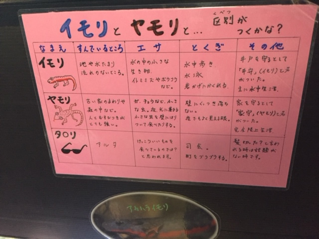 竹島水族館のイモリとヤモリの解説