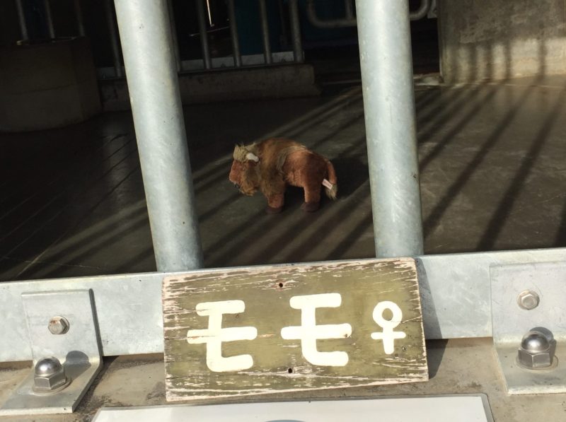 日本平動物園のバイソンの檻に入っていたぬいぐるみ