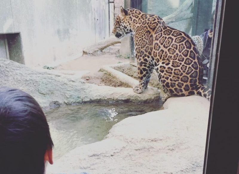 日本平動物園のジャガー
