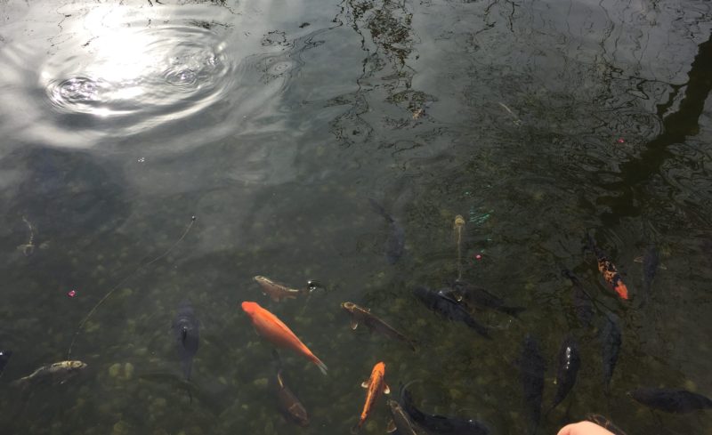ガーデンパークの国際庭園（ネパールの池にいる鯉）