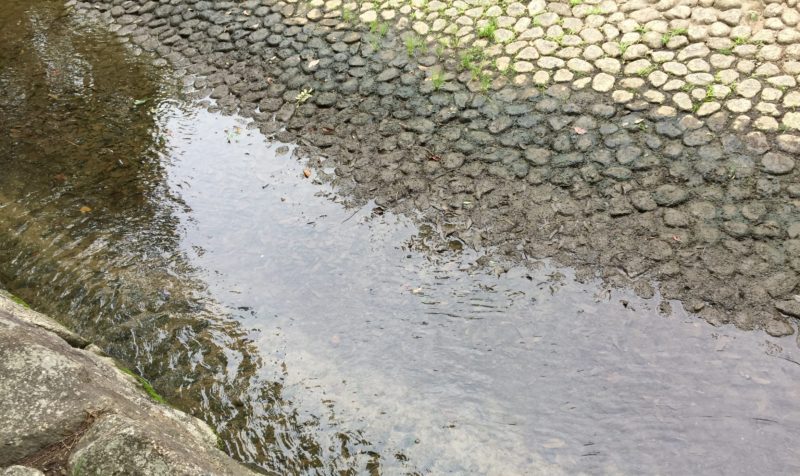 かぶと塚公園の小川の透明度
