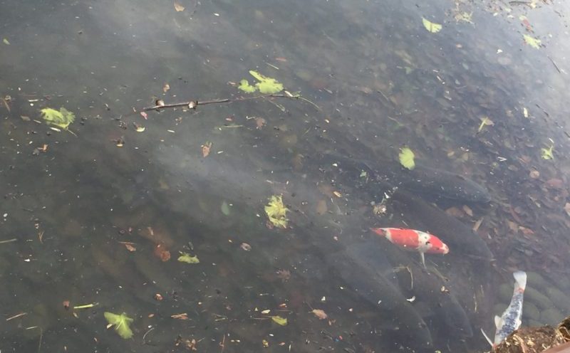 飯田公園の池にいる錦鯉